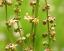 flowers of Rumex acetosa