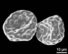 dry pollen grains