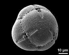 hydrated pollen grain