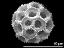 hydrated pollen grain