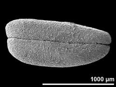 pollinium (hard)