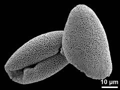 dry pollen