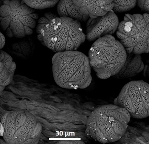 dry pollen
