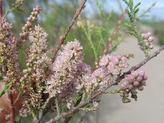 inflorescence(s)