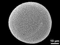 hydrated pollen grain