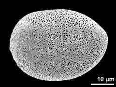 polar proximal view