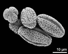 dry pollen grains