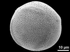 pantocolpate pollen grain