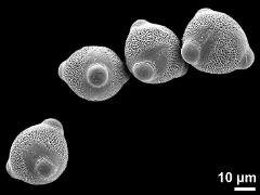 hydrated pollen grains