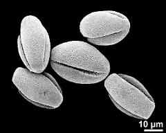 dry pollen grains