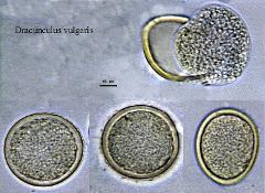 hydrated pollen