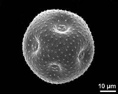 dry pollen grain