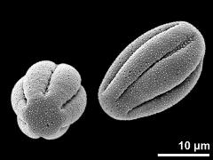 dry pollen grains