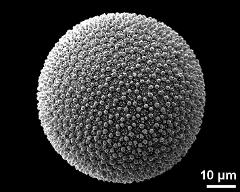 hydrated pollen grain