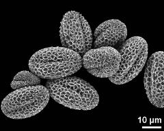 dry pollen grains