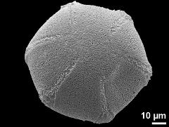 oblique polar view,hexacolporate (exception)