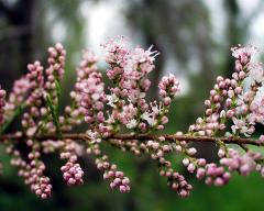 flowers of Tamarix gallica