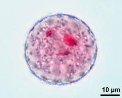 pollen grain with two sperm cells and vegetative nucleus