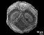 hydrated pollen grain