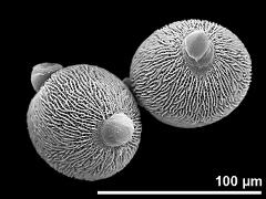 hydrated pollen grains