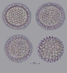 hydrated pollen