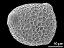 hydrated pollen grain