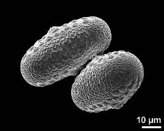 dry pollen grains