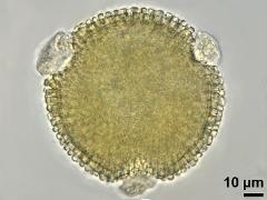 hydrated pollen,polar view