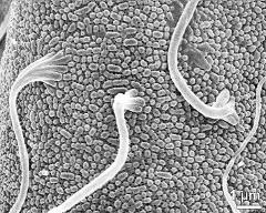 dry pollen grain: viscin threads emerging from exine