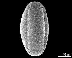 dry pollen grain in equatorial view