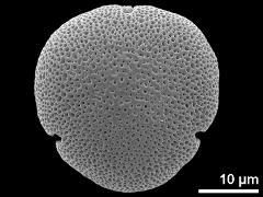 acetolyzed pollen,polar view