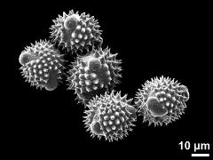 hydrated pollen grains