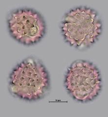hydrated pollen