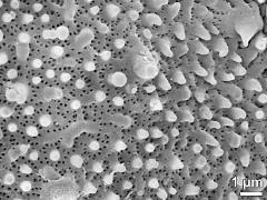 exine surface