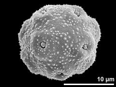 hydrated pollen grain