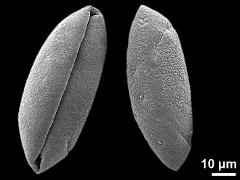 dry pollen grains