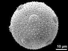 hydrated pollen grain