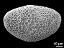 polar proximal view