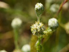 inflorescence(s)