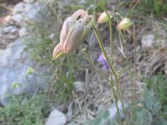 habitus,flower buds