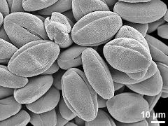 dry pollen grains