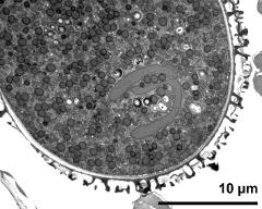 cross section of pollen grain with vegetative nucleus