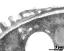 pollen wall, aperture area; endexine electron dense after staining with U + Pb