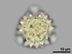 polar view,hydrated pollen