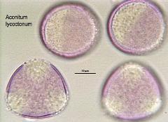 hydrated Pollen