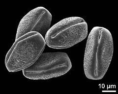 dry pollen grains