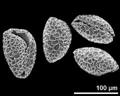 dry pollen grains