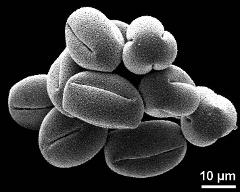 dry pollen grains