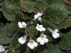 flowers of Haberlea rhodopensis