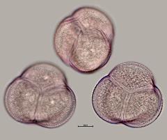 hydrated pollen